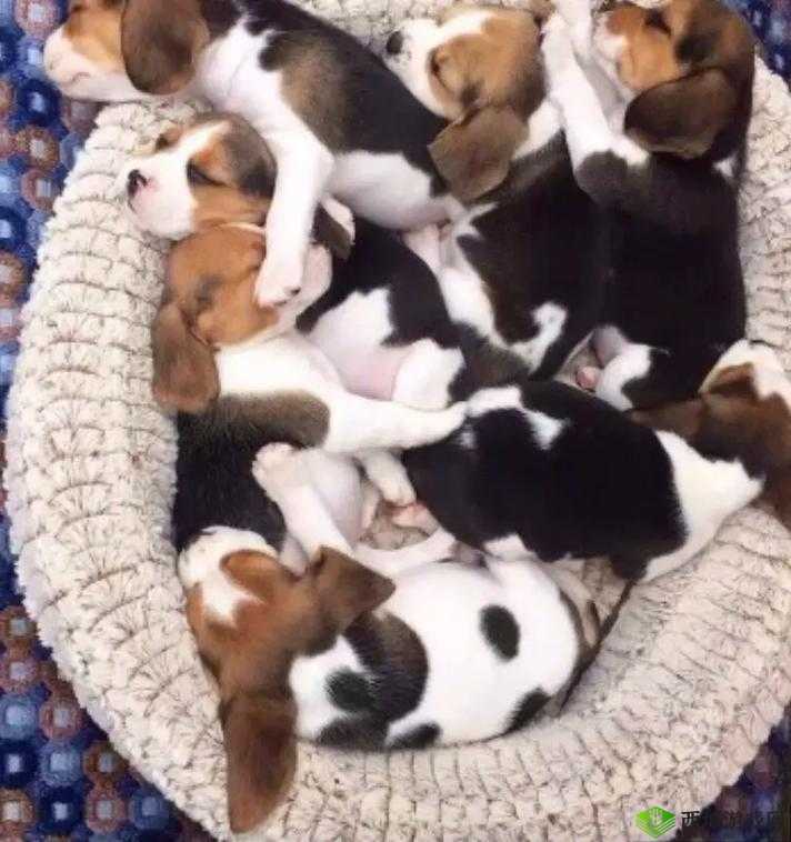 新妹妹窝:一个充满温馨与欢乐的独特空间