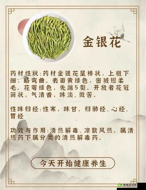 双管齐下 TXL 金银花:清热解毒的天然良药