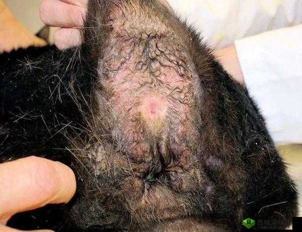 :岳丰满多毛的大隂户是什么?——探索性话题的深入探讨