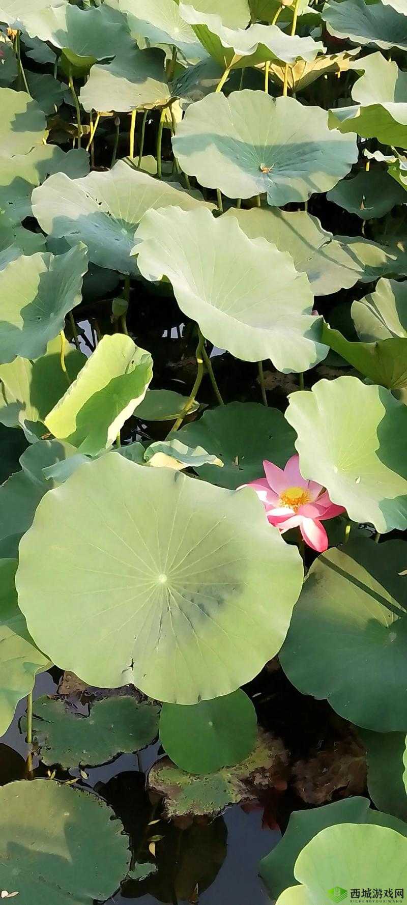 老人船上弄雨荷:一船荷香,满船孩子