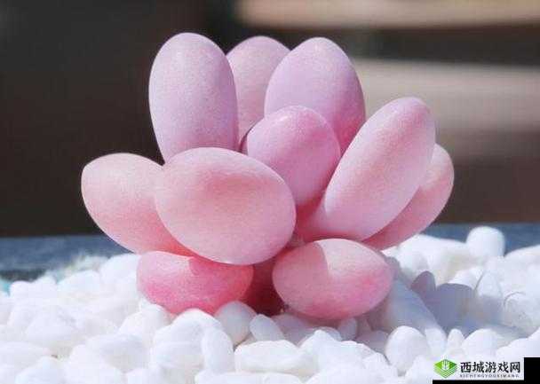 1V3 多肉多车高校生活的玩:一段令人难忘的独特校园经历