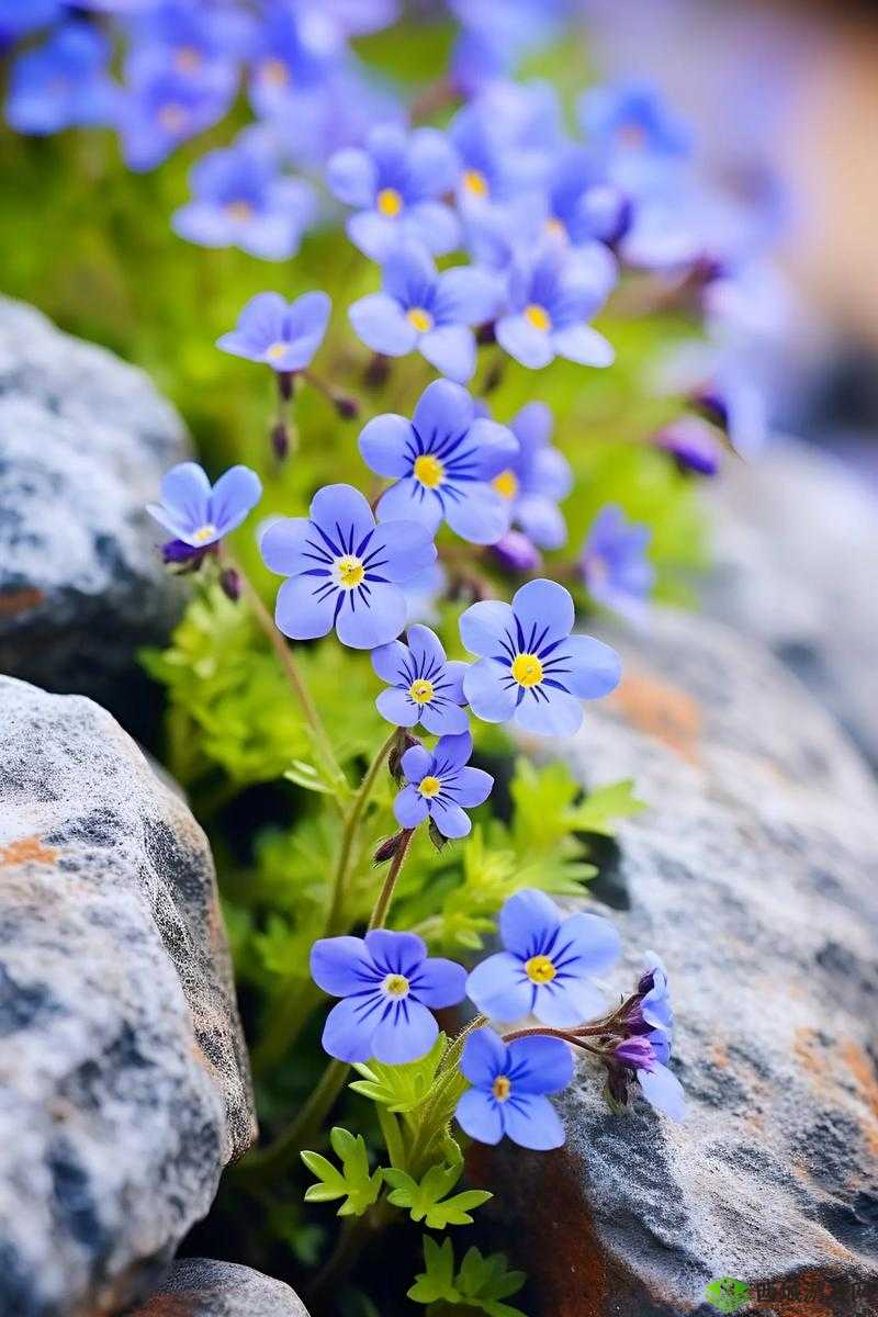 野花日本大全免费 2019:探索日本野花之美