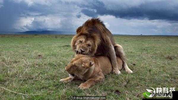 一晚上几次能喂饱你:探索性行为的多样性