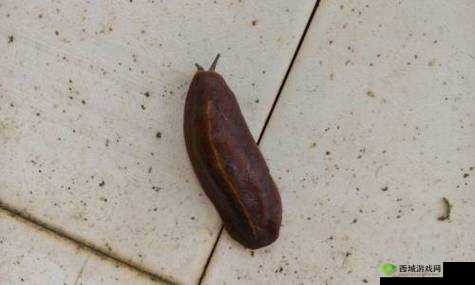 有一根又黑又硬的蘑菇头详细区分类型:深入探索其特点与差异