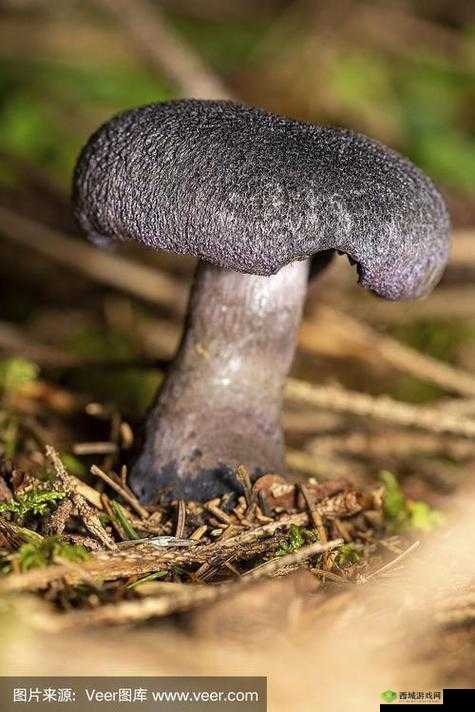 紫黑色蘑菇头顶开花缝:神秘自然现象背后的秘密