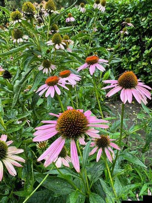 老公亲我的小花园最火的一句来自于野花社区:背后隐藏的情感故事