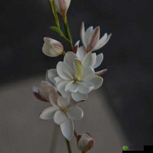 女子半夜莲花开怎么办什么意思之深入解读与应对方法探讨