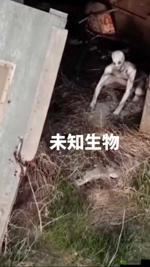 刚入睡感觉巨大的东西在动:一场令人毛骨悚然的未知体验