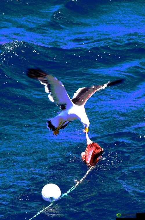 全民岛主,邀请好友,共探稀有宠物暴力鲨的奇妙之旅