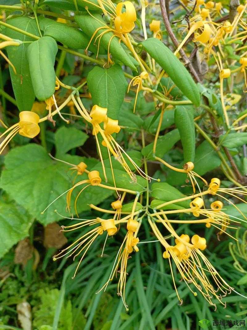 金银花梅花 2：独特花卉之美绽放别样风采