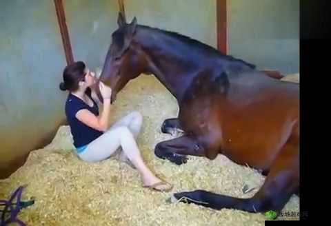 久久久人与兽:奇幻世界里的别样情感与纠葛