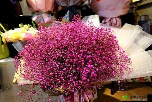 亚马逊女儿国满天星：神秘国度中的璀璨星辰奇观