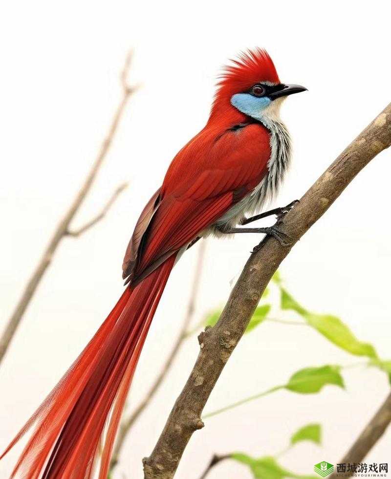 边境之旅红色小鸟任务完成技巧与物品收集方法