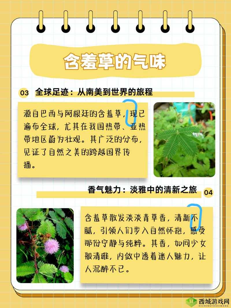 含羞草的茎,早晚会有哪些特点呢?