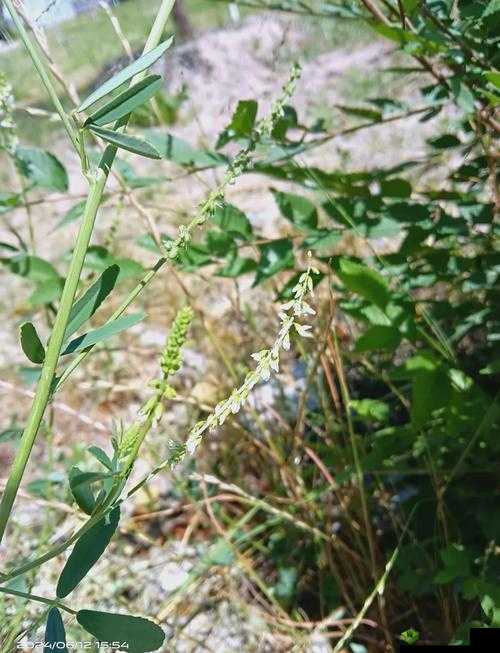 三叶草 gy6793 的独特魅力与精彩故事