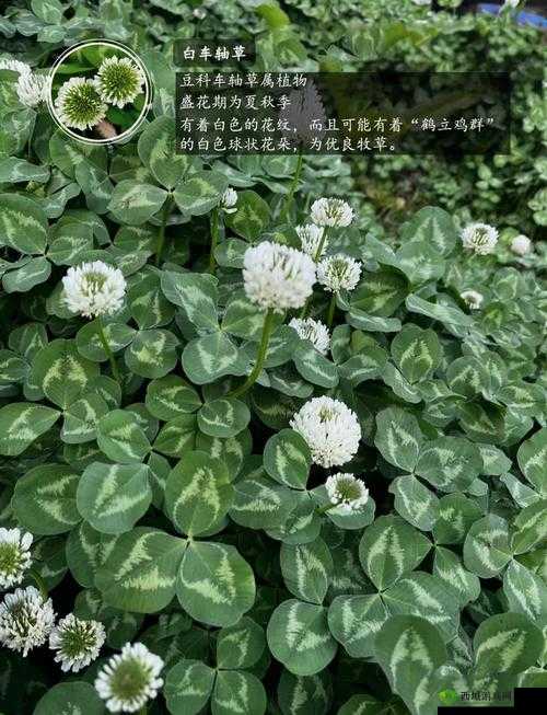 911 欧洲码和亚洲码三叶草:探寻其背后的神秘魅力与价值