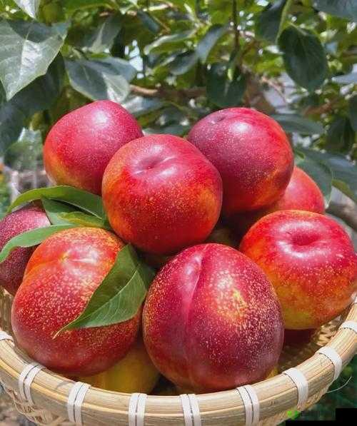 97 蜜桃图片：带你领略清新甜蜜的水果风情