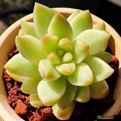 黄色肉肉视频:揭秘多肉植物的秘密