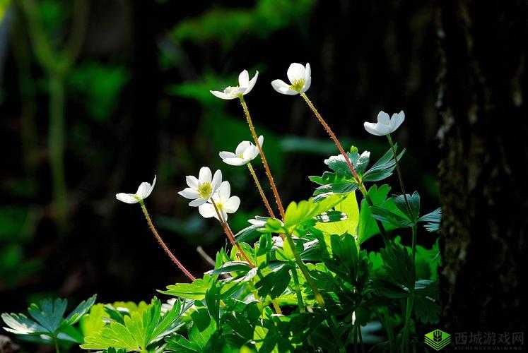 野花在线观看免费观看大全:各类精彩视频应有尽有