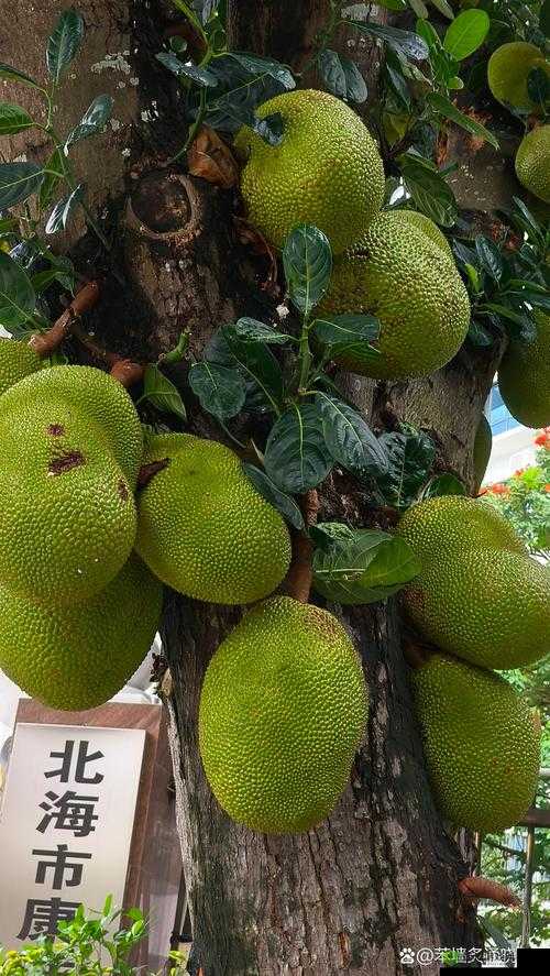 菠萝菠萝蜜免费高清视频:带你领略精彩视界的独特魅力