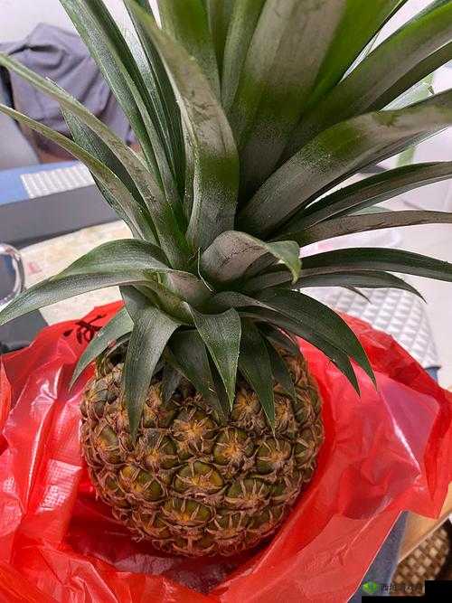 大菠萝福建隐藏人口:一个神秘而引人关注的话题