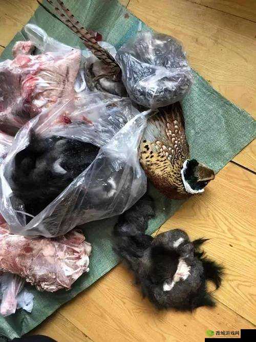 末日生存的智慧,从野鸡肉与木炭谈起