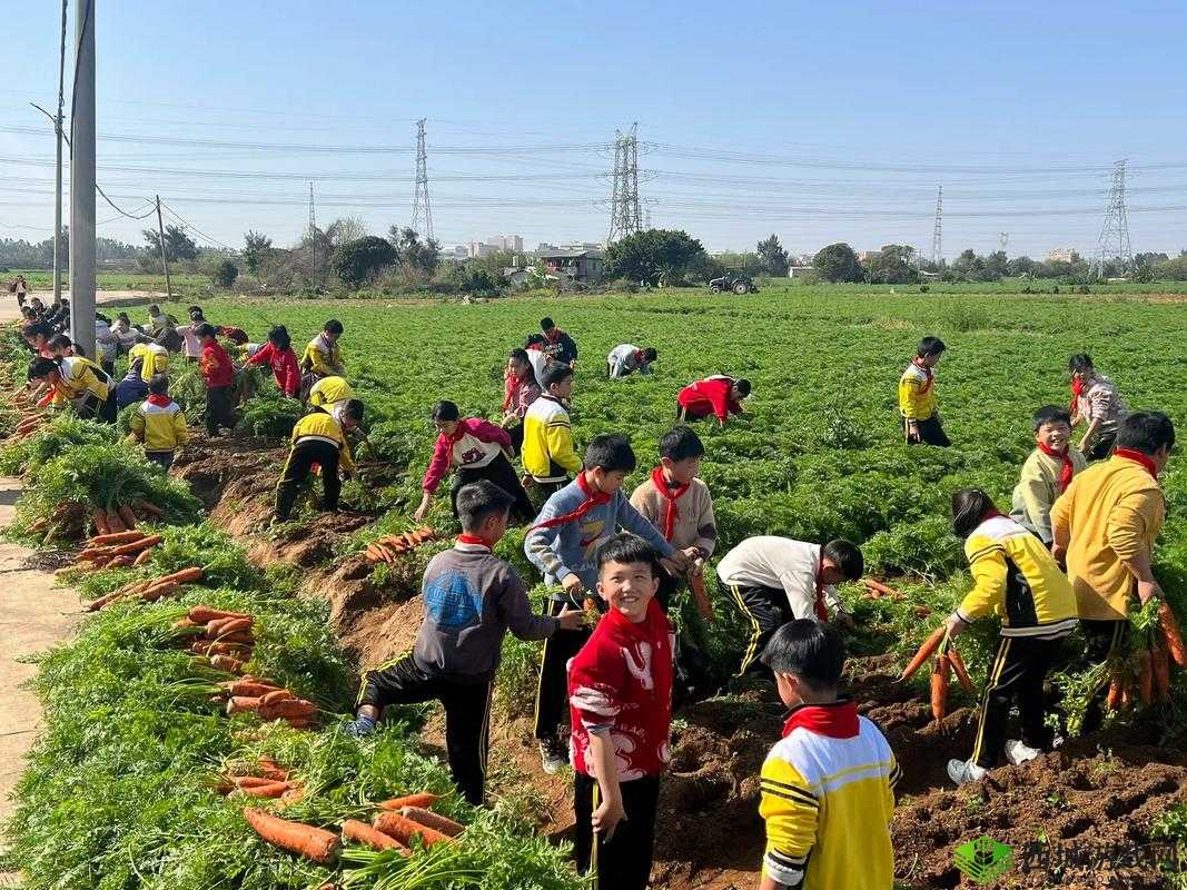 一小孩儿和妈妈摘萝卜:亲子田园时光的欢乐收获之旅