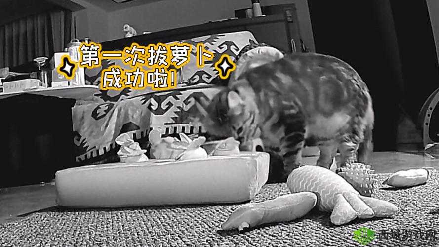 拔萝卜生猴子不盖被子——趣味独特的奇妙组合