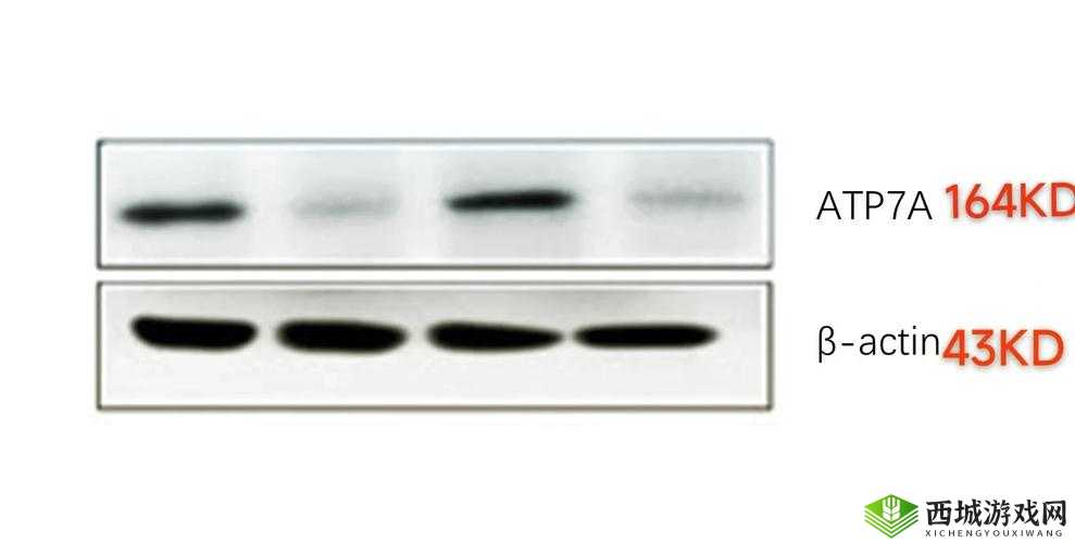 Fxaa 和 MAXX:创新技术带来的卓越体验与广泛应用