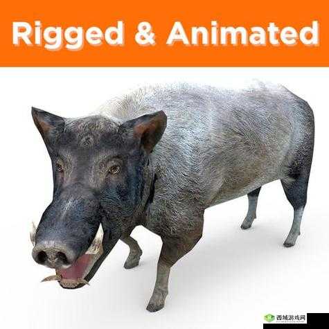 美国 Zoom 动物猪:关于它的奇妙冒险与有趣故事