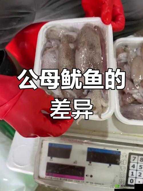 by72777 鱿鱼官网换哪了?带你揭秘背后的真相