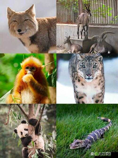 产国黄免哥:一个神秘而珍贵的物种