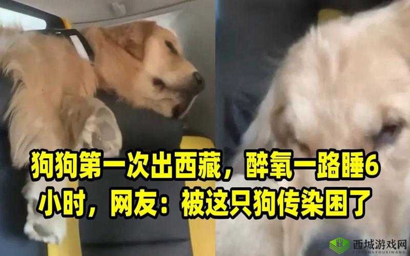 一人一狗被困电梯 6 小时:他们是如何度过的