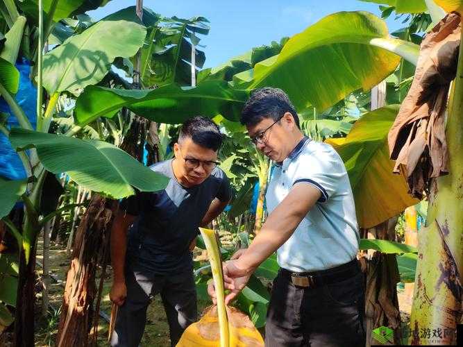 成都香蕉草莓科技有限公司:创新引领未来科技发展之路