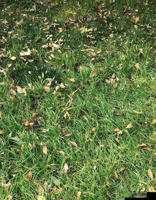 小草永久发 18 禁地布地扯:一片生机勃勃的绿色世界