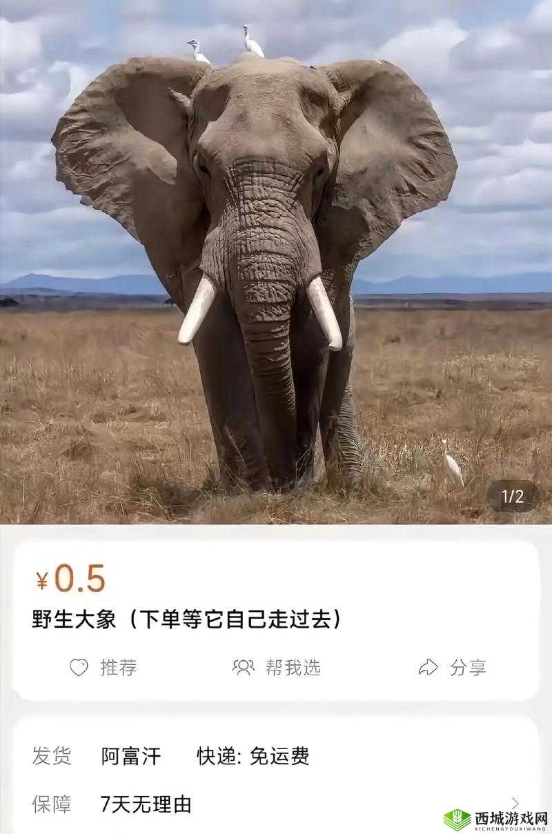 大象成品网站 w灬源码 1688 :探索独特资源的奥秘