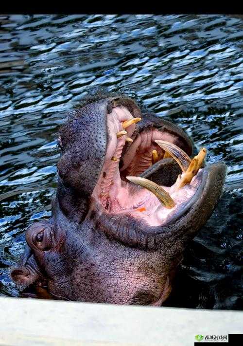 夹缝求生的河马河马:在绝境中顽强挣扎的独特生命故事