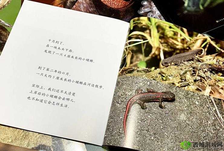 草流视频:探索自然之美与生命奥秘的奇妙之旅