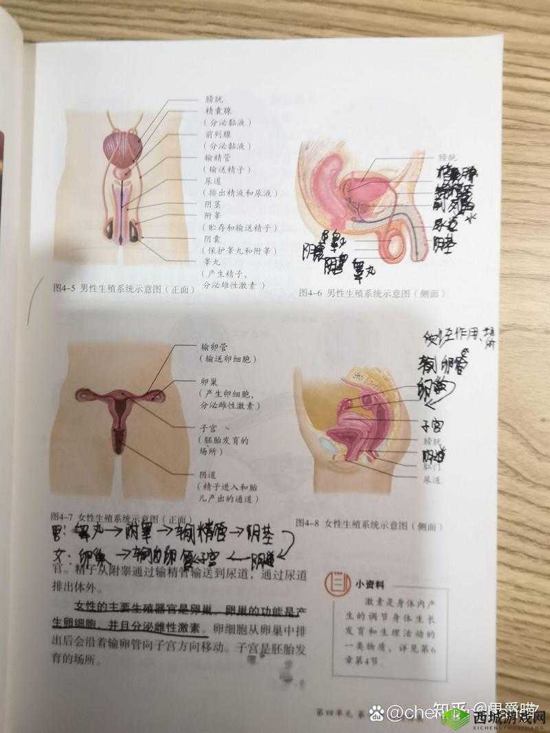 14 岁女生在男生面前小便是否合适:隐私、教育与尊重的探讨