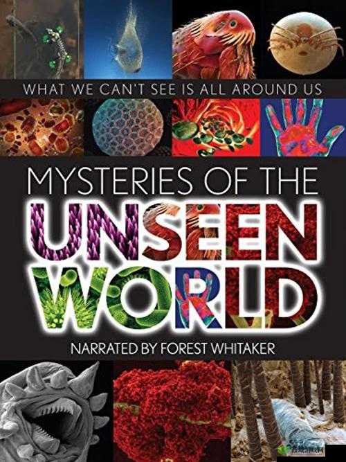 CERANETWORK 白与黑:探索未知色彩背后的秘密世界