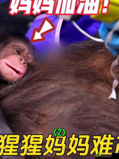 荒漠乐园遇到大猩猩怎么办？怎么消除误解与冲突？