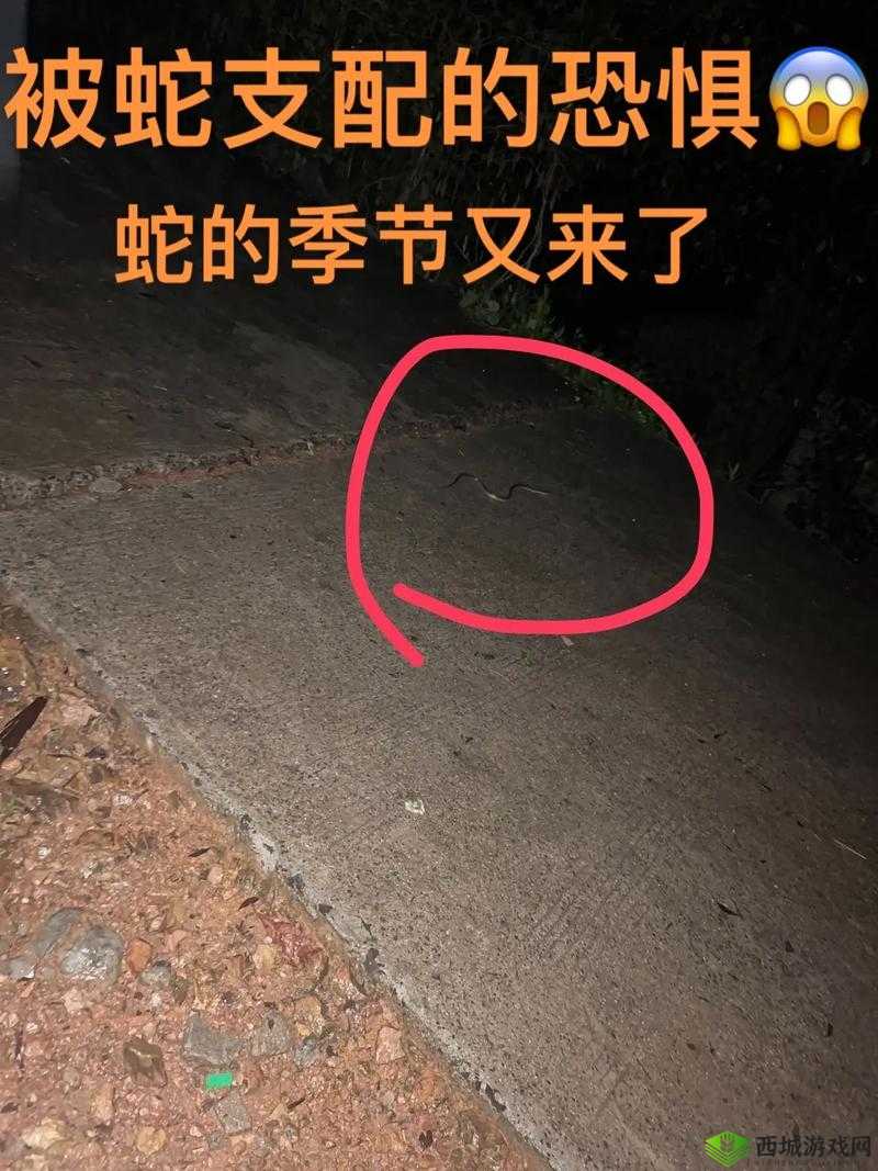 双黑蛇的温度 1V2:一场激烈的蛇类温度对抗之战