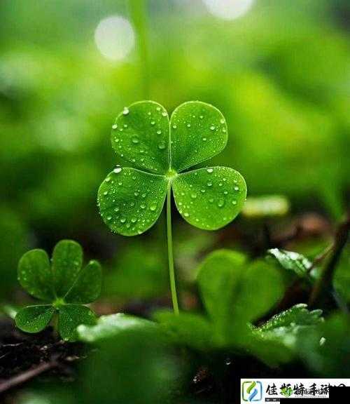 成品人和精品人有何区别?四叶草迎来倒数计时