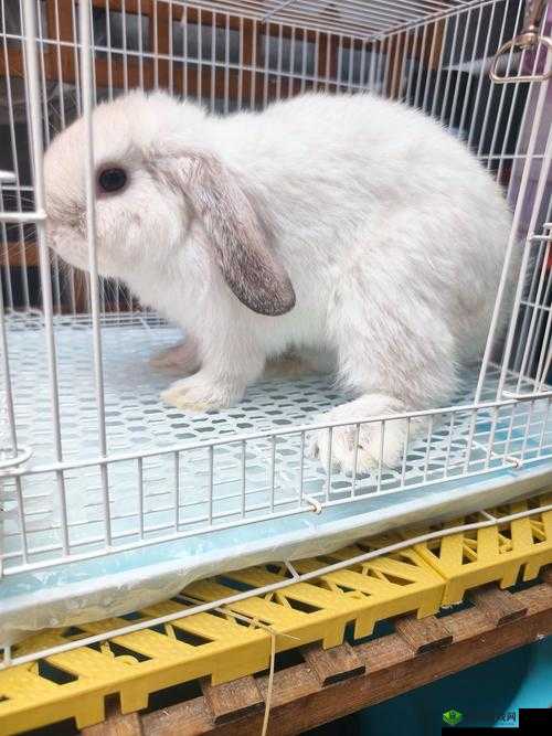 尺寸 po 长耳兔：软萌可爱的巨型宠物