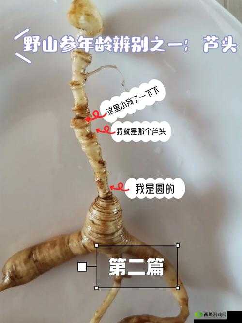 我的侠客人参，珍贵药材的多重妙用