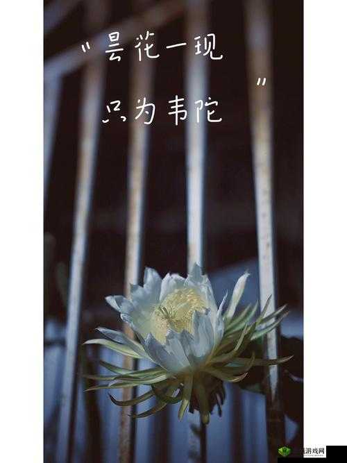 昙花一现，刹那永恒