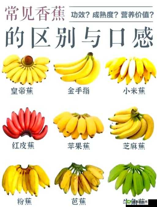 探索水果的奇妙世界:草莓、香蕉、秋葵、黄瓜、榴莲的独特魅力