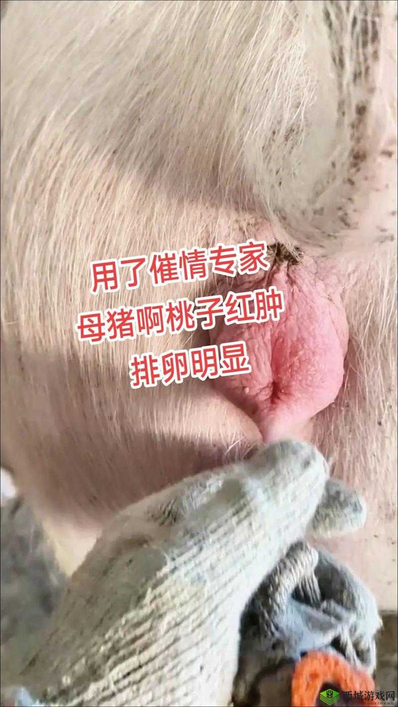 探索最好的母猪水门:如何选择最适合的养殖方案与高效管理技巧