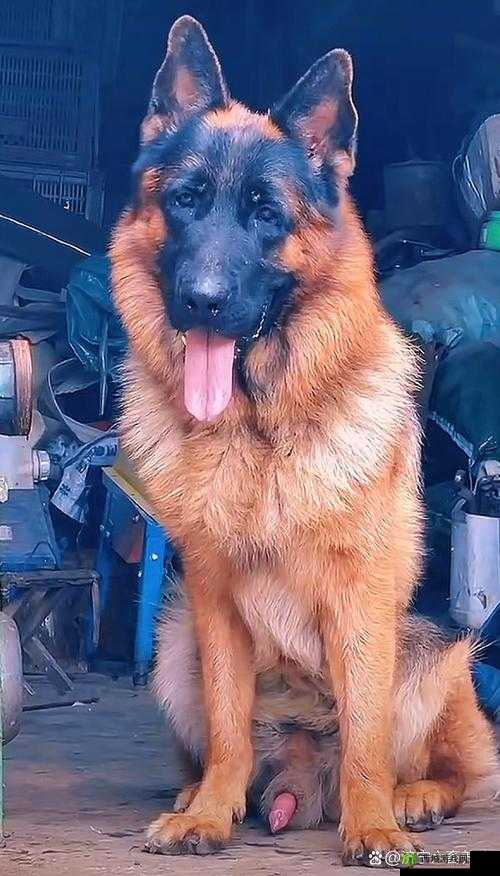 震惊大狗锁住女人狗的视频大全,究竟为何如此引人关注?快来一探究竟