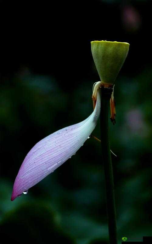 老人船上弄雨荷第十二集跚钢视频:感人瞬间与情感交织的深度解析